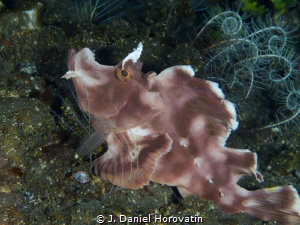 Deep dwelling Rhinopias spotted by the keen eyes of the d... by J. Daniel Horovatin 